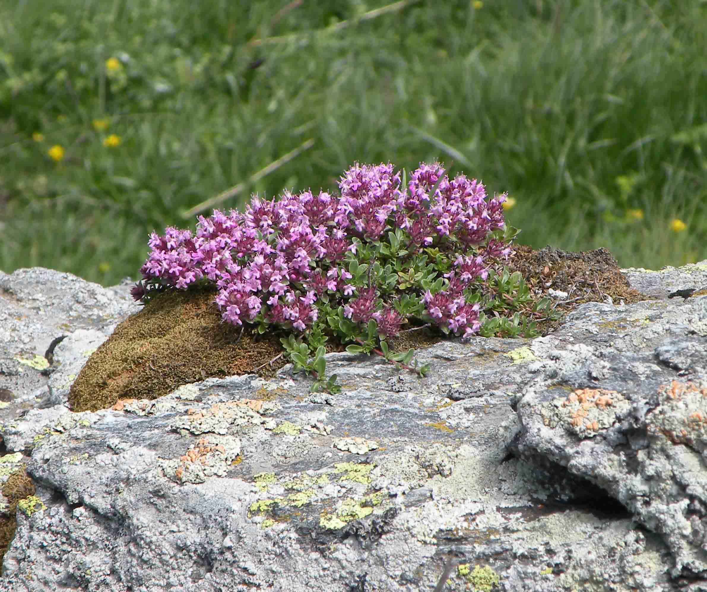 Pianta nel Moncenisio - Thymus sp.